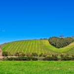 What Makes California Wines Unique