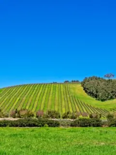 What Makes California Wines Unique