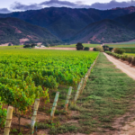 Morgan Winery winery or wine image