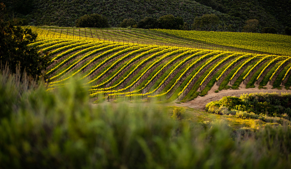 ROAR Wines winery or wine image