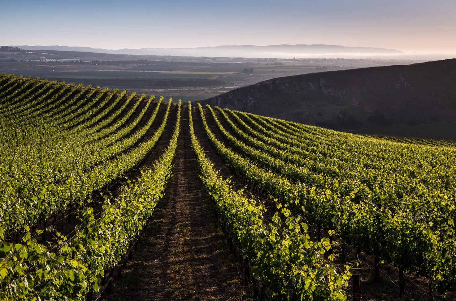 Bien Nacido Estate winery or wine image