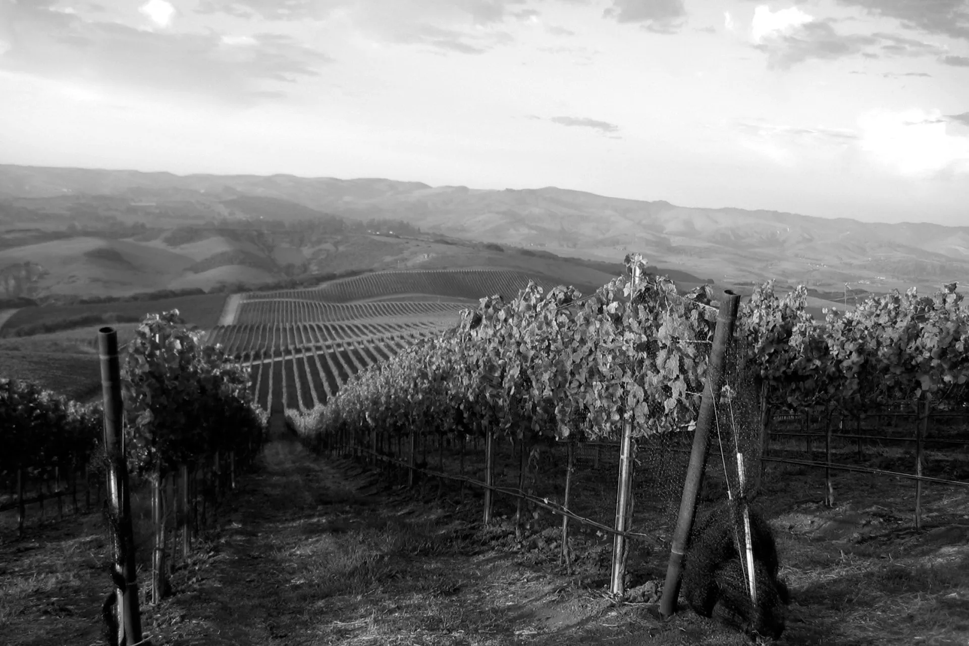 Foley Estates winery or wine image