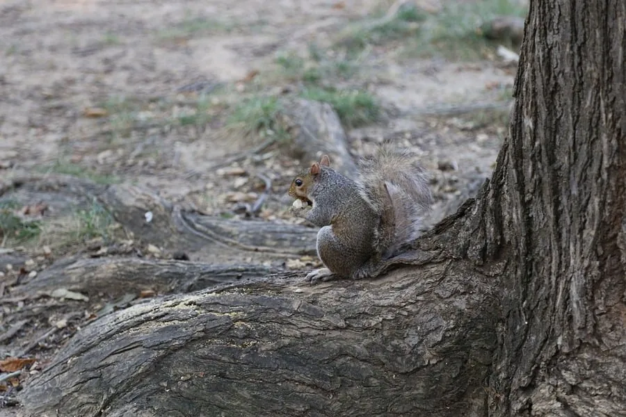 A gray squirrel perched on an exposed tree root, nibbling a nut