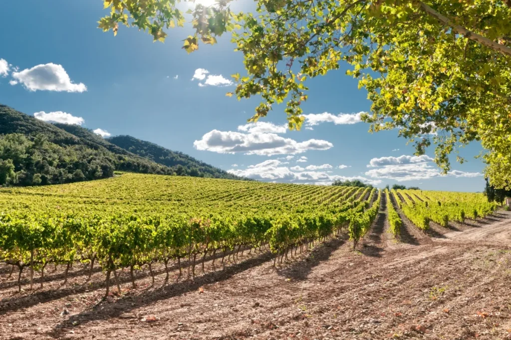 Rows of green grapevines on a sunny hillside vineyard with wooded hills behind