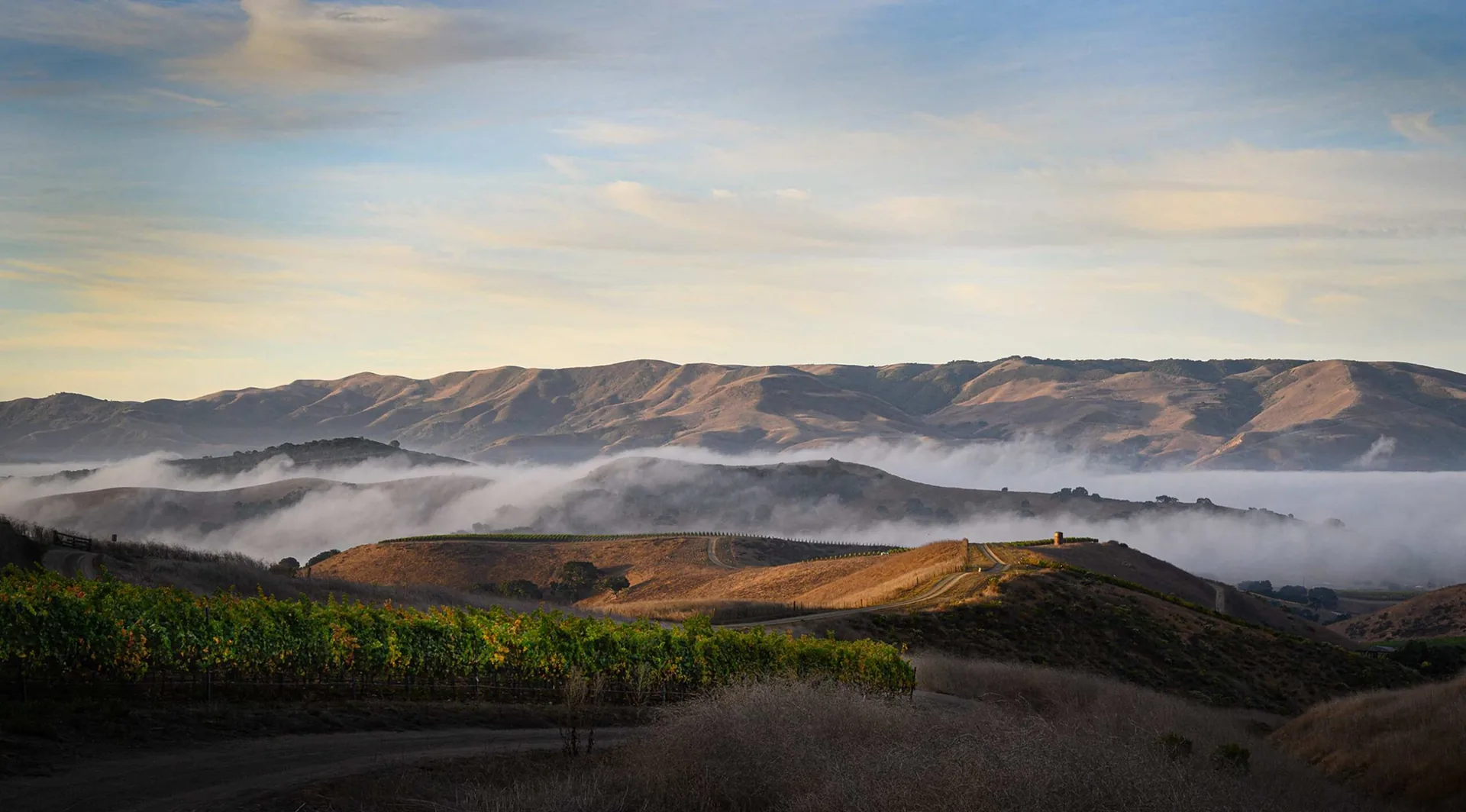 Dragonette Cellars winery or wine image