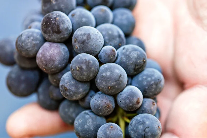 A hand holding a cluster of dark blue wine grapes dusted with bloom