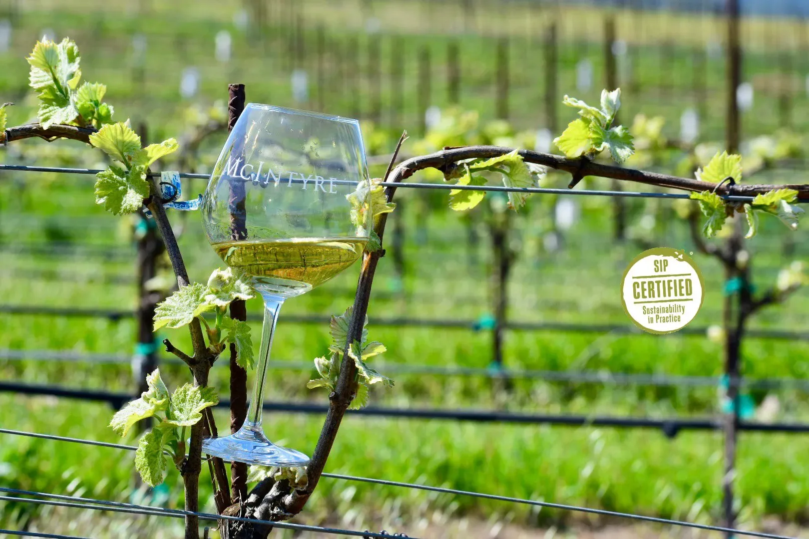 McIntyre Vineyards winery or wine image